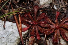 Drosera × corinthiaca