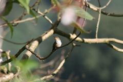 Selasphorus scintilla