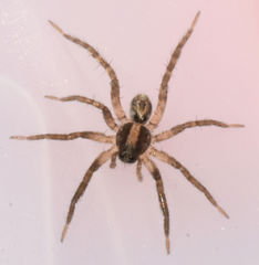 Schizocosa avida