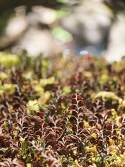 Hymenophyllum wilsonii