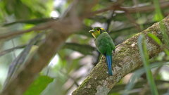 Psarisomus dalhousiae