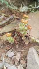 Crassula setulosa setulosa