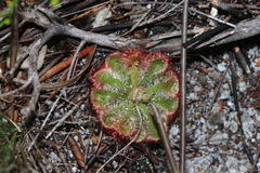Drosera xerophila