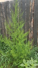 Artemisia annua