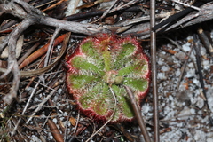 Drosera xerophila