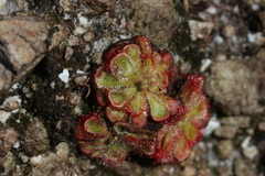 Drosera xerophila
