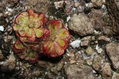 Drosera xerophila