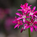 Andrews' Clintonia - Photo (c) Ken-ichi Ueda, some rights reserved (CC BY)