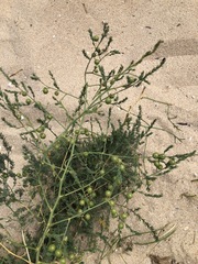 Asparagus prostratus