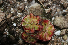 Drosera xerophila