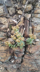 Crassula setulosa setulosa