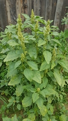 Amaranthus retroflexus