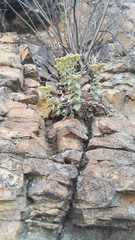 Crassula setulosa setulosa