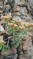 Crassula setulosa setulosa