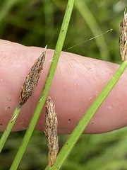 Eleocharis mamillata