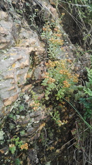 Crassula setulosa setulosa