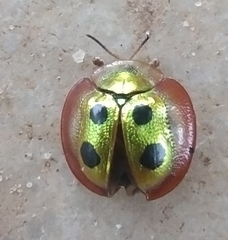 Coptocycla roseocincta