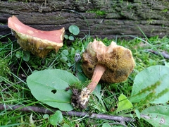 Xerocomellus truncatus