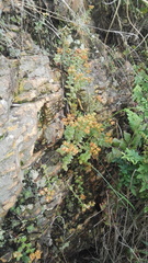 Crassula setulosa setulosa