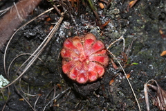 Drosera xerophila