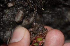 Drosera xerophila