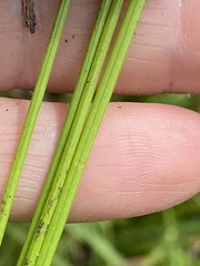 Eleocharis mamillata