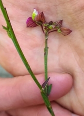 Polygala microlopha