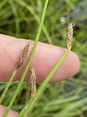 Eleocharis mamillata