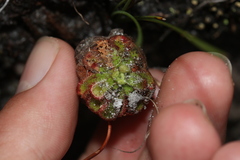 Drosera xerophila