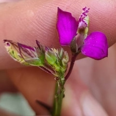 Polygala microlopha