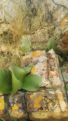 Haemanthus humilis hirsutus