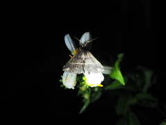 Adrapsa ablualis