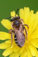 Andrena dorsata