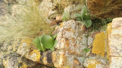 Haemanthus humilis hirsutus