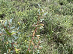 Salix serissima