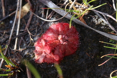 Drosera aliciae