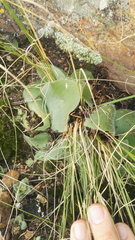 Haemanthus humilis hirsutus