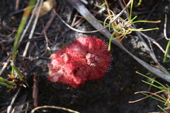 Drosera aliciae