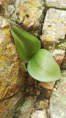 Haemanthus humilis hirsutus