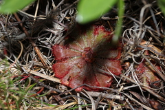 Drosera aliciae