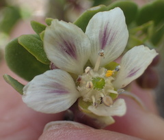 Roepera leptopetala