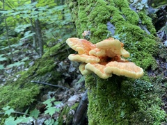Laetiporus huroniensis