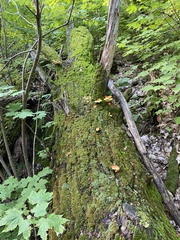 Laetiporus huroniensis