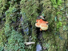 Laetiporus huroniensis