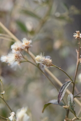Baccharis sordescens