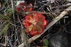 Drosera esterhuyseniae