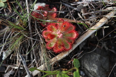 Drosera esterhuyseniae