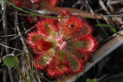 Drosera esterhuyseniae