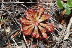 Drosera × corinthiaca