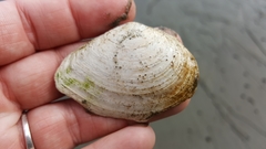 Macoma
